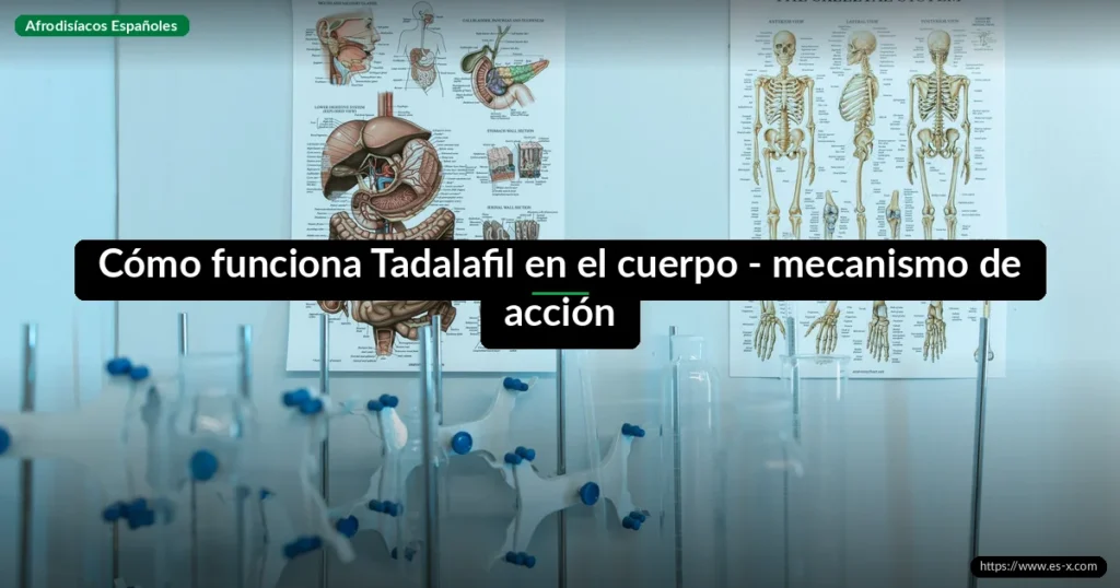 Cómo funciona Tadalafil en el cuerpo - mecanismo de acción
